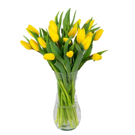 Tulipanes